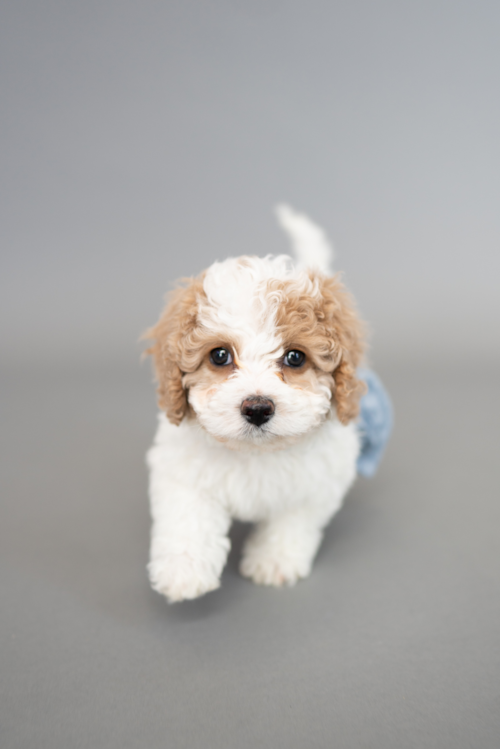 white and brown maltipoo